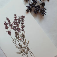 Falkarte - Lavendel - The Baltic Shop