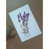 Falkarte - Lavendel - The Baltic Shop