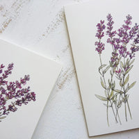 Falkarte - Lavendel - The Baltic Shop