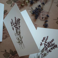 Falkarte - Lavendel - The Baltic Shop